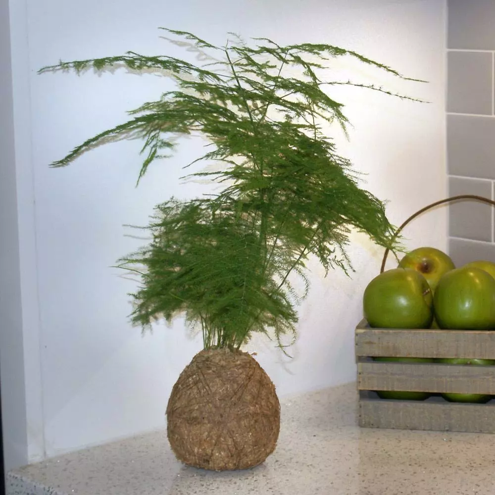 Fast Growing Trees Kokedama Asparagus Fern Plant 3 Fast Growing Trees Kokedama Asparagus Fern Plant