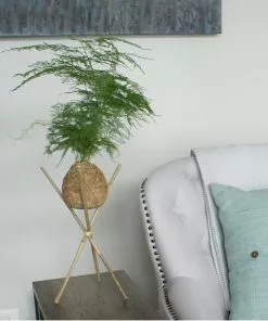 Fast Growing Trees Kokedama Asparagus Fern Plant 7 Fast Growing Trees Kokedama Asparagus Fern Plant