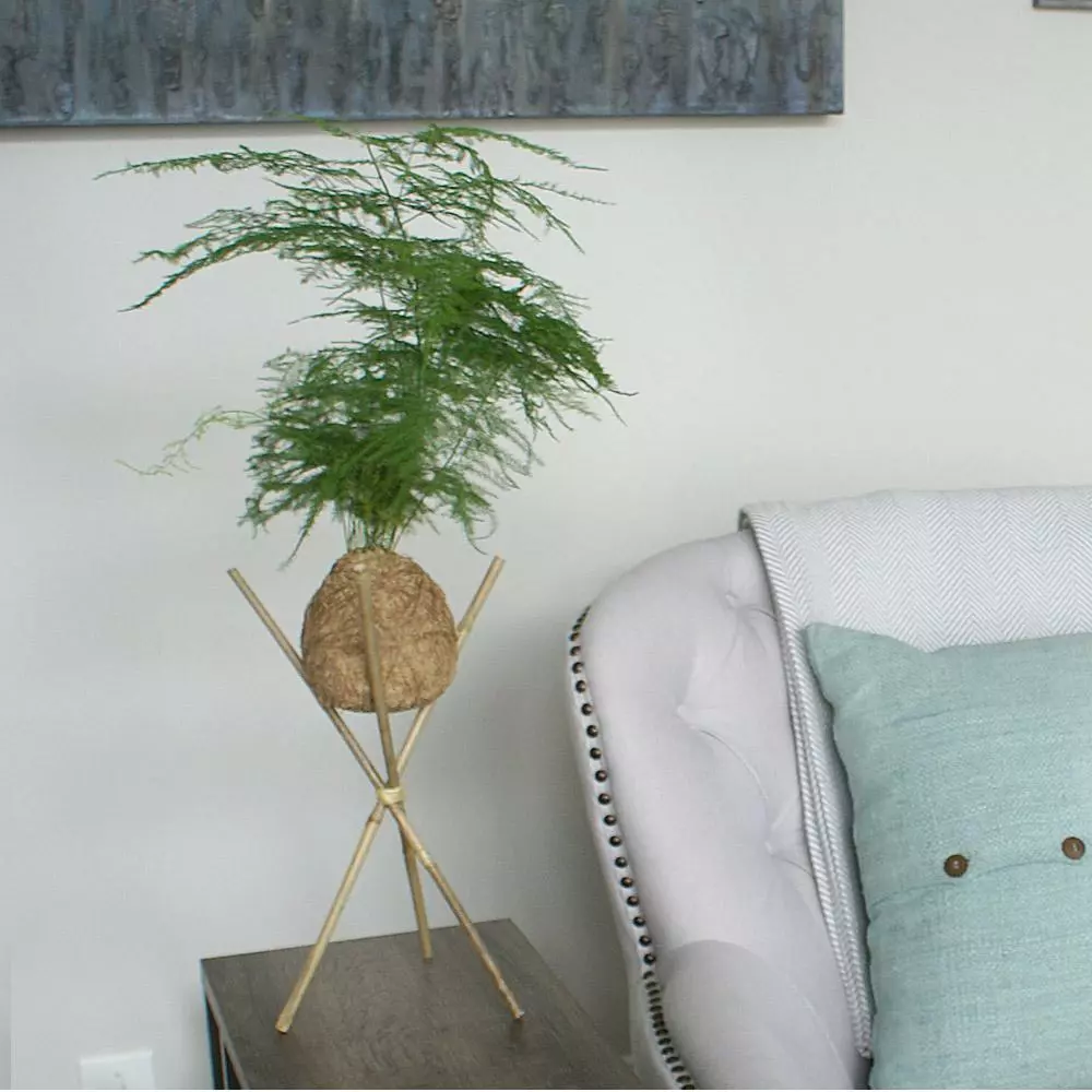 Fast Growing Trees Kokedama Asparagus Fern Plant 4 Fast Growing Trees Kokedama Asparagus Fern Plant