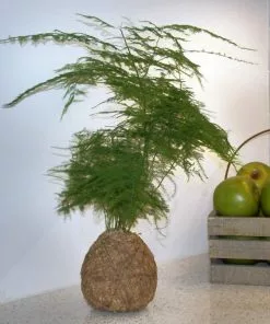 Fast Growing Trees Kokedama Asparagus Fern Plant 8 Fast Growing Trees Kokedama Asparagus Fern Plant