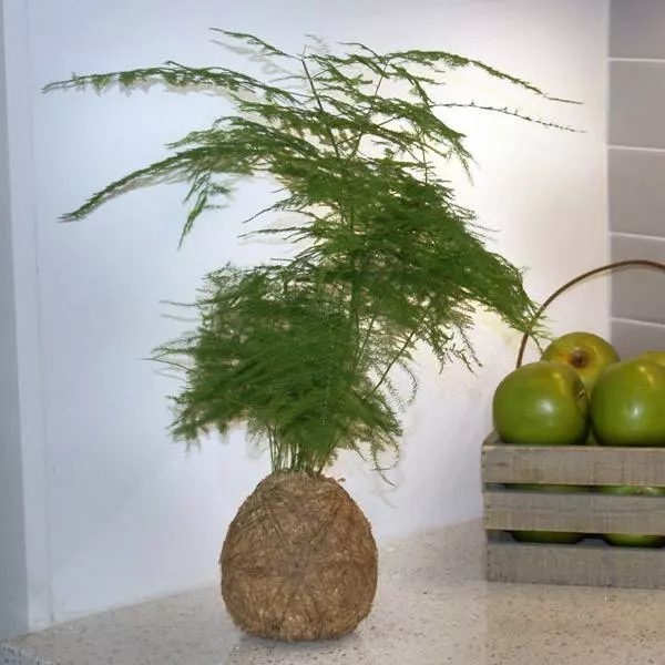 Fast Growing Trees Kokedama Asparagus Fern Plant 5 Fast Growing Trees Kokedama Asparagus Fern Plant