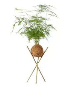 Fast Growing Trees Kokedama Asparagus Fern Plant 9 Fast Growing Trees Kokedama Asparagus Fern Plant