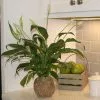 Fast Growing Trees Kokedama Peace Lily Plant See All House & Patio 1 Fast Growing Trees Kokedama Peace Lily Plant See All House & Patio