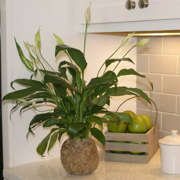 Fast Growing Trees Kokedama Peace Lily Plant See All House & Patio 4 Fast Growing Trees Kokedama Peace Lily Plant See All House & Patio