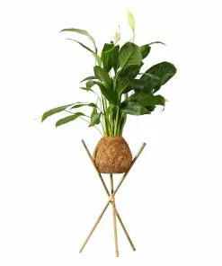 Fast Growing Trees Kokedama Peace Lily Plant See All House & Patio