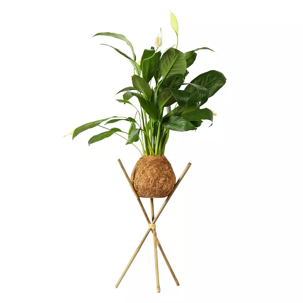 Fast Growing Trees Kokedama Peace Lily Plant See All House & Patio 3 Fast Growing Trees Kokedama Peace Lily Plant See All House & Patio