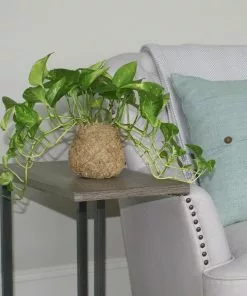 Fast Growing Trees Kokedama Golden Pothos Plant See All House & Patio