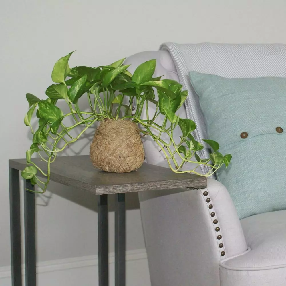 Fast Growing Trees Kokedama Golden Pothos Plant See All House & Patio 3 Fast Growing Trees Kokedama Golden Pothos Plant See All House & Patio