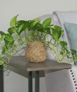 Fast Growing Trees Kokedama Golden Pothos Plant See All House & Patio 7 Fast Growing Trees Kokedama Golden Pothos Plant See All House & Patio
