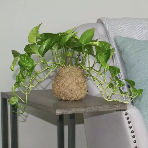 Fast Growing Trees Kokedama Golden Pothos Plant See All House & Patio 5 Fast Growing Trees Kokedama Golden Pothos Plant See All House & Patio
