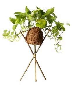 Fast Growing Trees Kokedama Golden Pothos Plant See All House & Patio