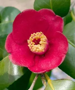 Fast Growing Trees Korean Fire Camellia Shrub