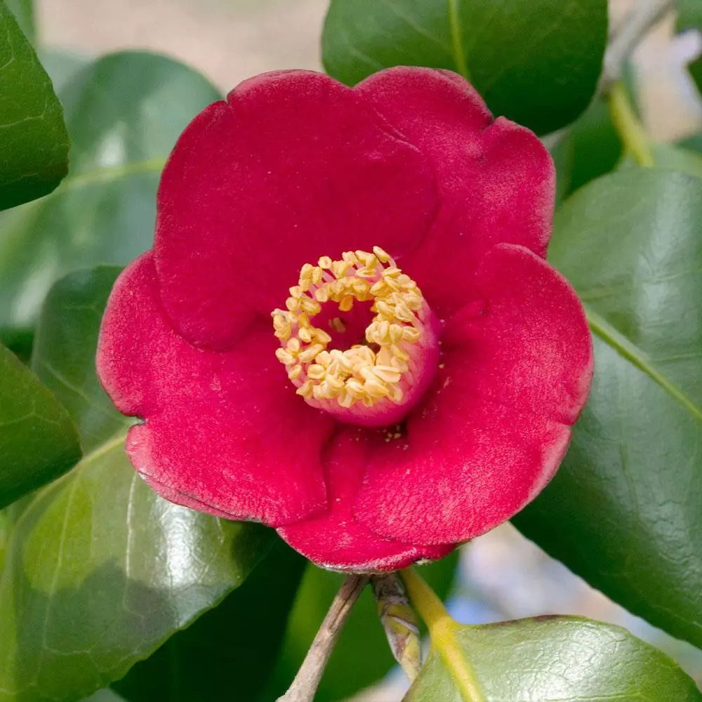 Fast Growing Trees Korean Fire Camellia Shrub 4 Fast Growing Trees Korean Fire Camellia Shrub
