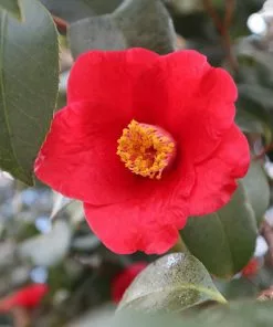 Fast Growing Trees Korean Fire Camellia Shrub 9 Fast Growing Trees Korean Fire Camellia Shrub