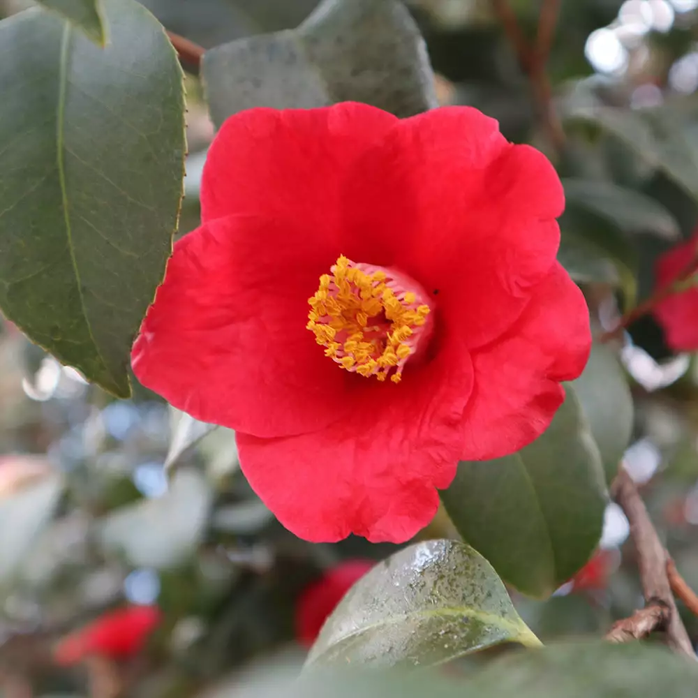 Fast Growing Trees Korean Fire Camellia Shrub 6 Fast Growing Trees Korean Fire Camellia Shrub