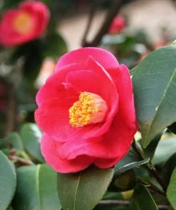 Fast Growing Trees Korean Fire Camellia Shrub 8 Fast Growing Trees Korean Fire Camellia Shrub
