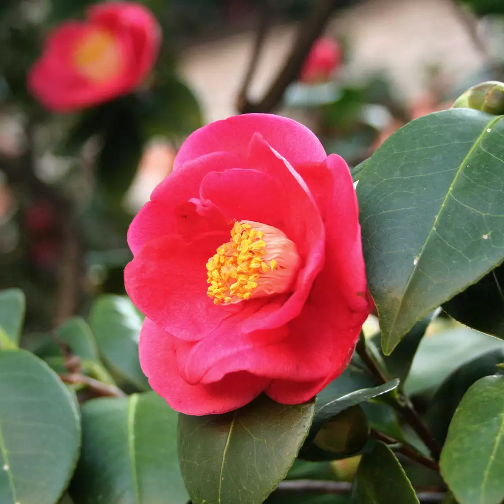 Fast Growing Trees Korean Fire Camellia Shrub 5 Fast Growing Trees Korean Fire Camellia Shrub