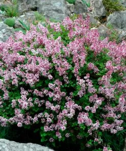 Fast Growing Trees Dwarf Korean Lilac Shrub See All Flowering Trees