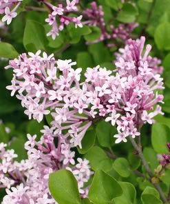 Fast Growing Trees Dwarf Korean Lilac Shrub See All Flowering Trees