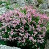 Fast Growing Trees Dwarf Korean Lilac Shrub See All Flowering Trees 2 Fast Growing Trees Dwarf Korean Lilac Shrub See All Flowering Trees