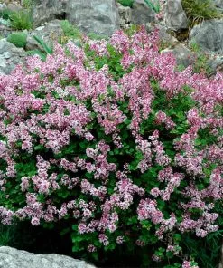 Fast Growing Trees Dwarf Korean Lilac Shrub See All Flowering Trees