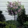 Fast Growing Trees Korean Lilac Tree Lilac Trees 2 Fast Growing Trees Korean Lilac Tree Lilac Trees