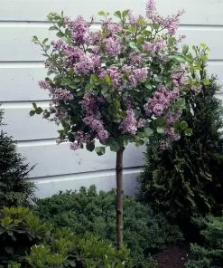 Fast Growing Trees Korean Lilac Tree Lilac Trees