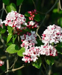 Fast Growing Trees Korean Spice Viburnum Shrub