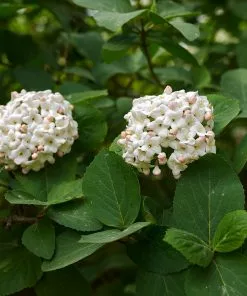 Fast Growing Trees Korean Spice Viburnum Shrub