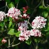 Fast Growing Trees Korean Spice Viburnum Shrub 2 Fast Growing Trees Korean Spice Viburnum Shrub