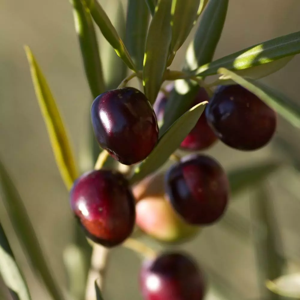Fast Growing Trees Olive Trees Koroneiki Greek Olive Tree 5 Fast Growing Trees Olive Trees Koroneiki Greek Olive Tree
