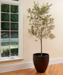 Fast Growing Trees Olive Trees Koroneiki Greek Olive Tree