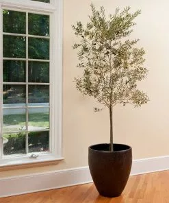 Fast Growing Trees Olive Trees Koroneiki Greek Olive Tree - USDA Organic