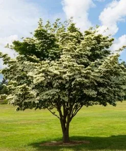 Fast Growing Trees Dogwood Trees White Kousa Dogwood 10 Fast Growing Trees Dogwood Trees White Kousa Dogwood