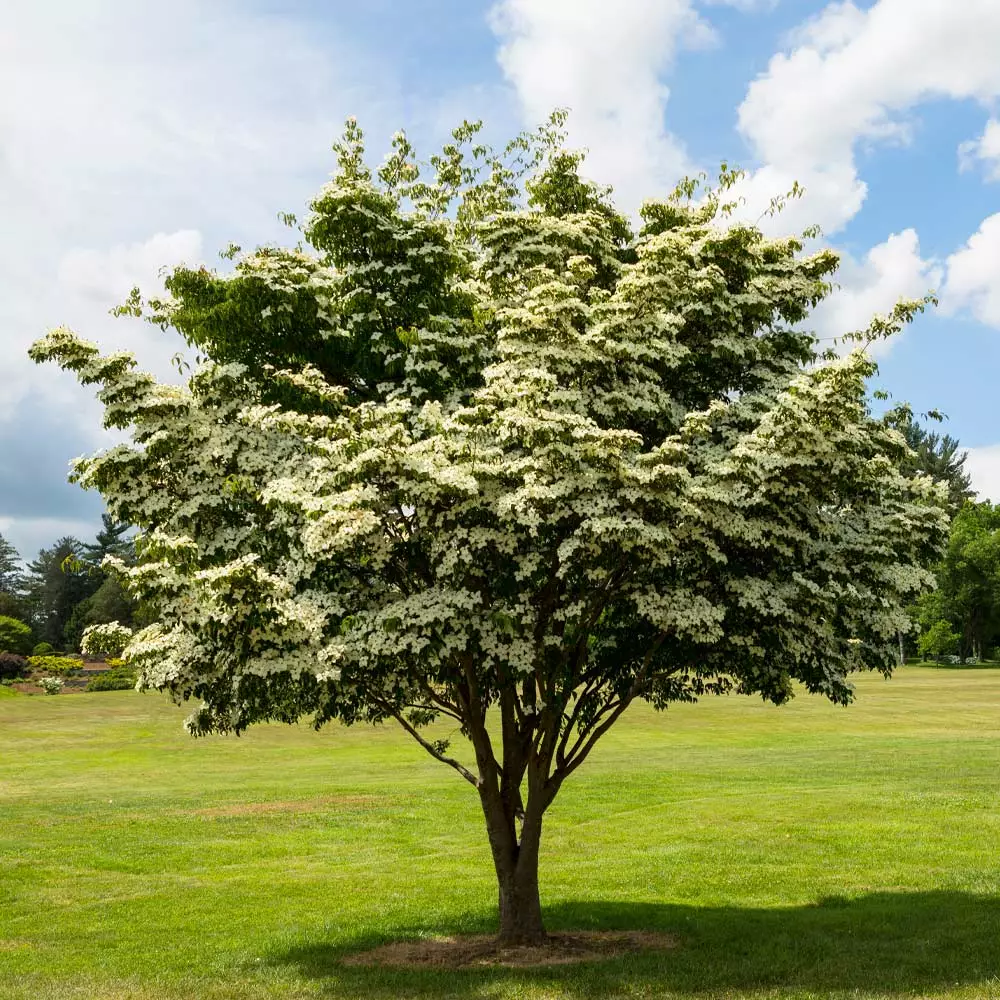 Fast Growing Trees Dogwood Trees White Kousa Dogwood 4 Fast Growing Trees Dogwood Trees White Kousa Dogwood