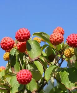 Fast Growing Trees Dogwood Trees White Kousa Dogwood 11 Fast Growing Trees Dogwood Trees White Kousa Dogwood