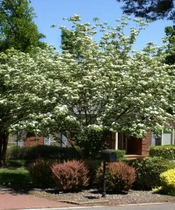 Fast Growing Trees Dogwood Trees White Kousa Dogwood 13 Fast Growing Trees Dogwood Trees White Kousa Dogwood