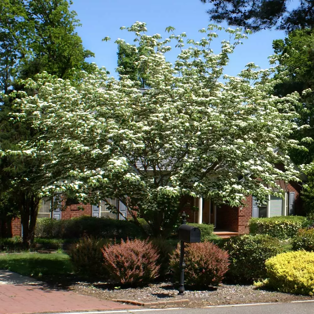 Fast Growing Trees Dogwood Trees White Kousa Dogwood 7 Fast Growing Trees Dogwood Trees White Kousa Dogwood