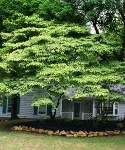 Fast Growing Trees Dogwood Trees White Kousa Dogwood 14 Fast Growing Trees Dogwood Trees White Kousa Dogwood