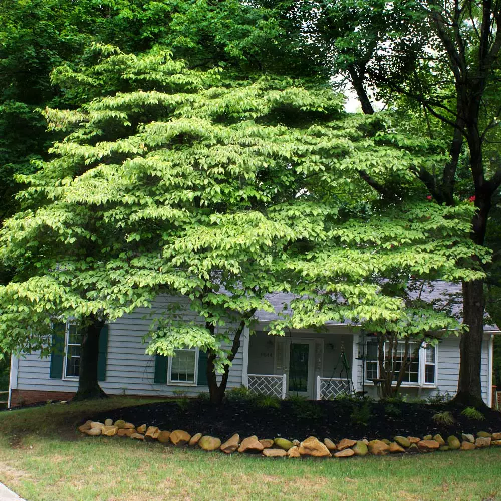 Fast Growing Trees Dogwood Trees White Kousa Dogwood 8 Fast Growing Trees Dogwood Trees White Kousa Dogwood