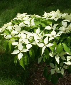 Fast Growing Trees Dogwood Trees White Kousa Dogwood 12 Fast Growing Trees Dogwood Trees White Kousa Dogwood