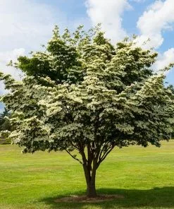 Fast Growing Trees Dogwood Trees White Kousa Dogwood