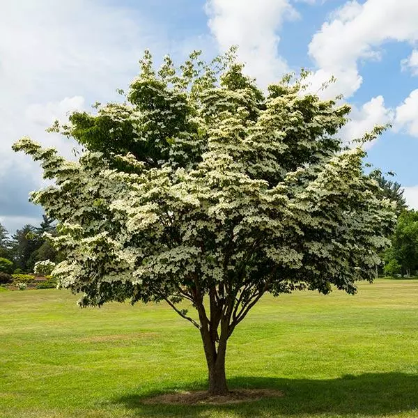 Fast Growing Trees Dogwood Trees White Kousa Dogwood 3 Fast Growing Trees Dogwood Trees White Kousa Dogwood