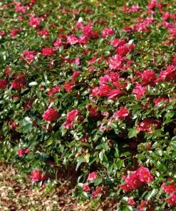 Fast Growing Trees Camellia Shrubs Kramers Camellia Shrub