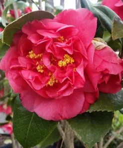 Fast Growing Trees Camellia Shrubs Kramers Camellia Shrub