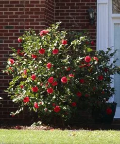 Fast Growing Trees Camellia Shrubs Kramers Camellia Shrub