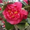 Fast Growing Trees Camellia Shrubs Kramers Camellia Shrub 1 Fast Growing Trees Camellia Shrubs Kramers Camellia Shrub