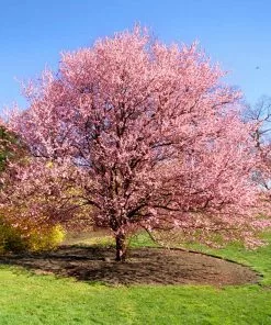 Fast Growing Trees Cherry Blossom Trees Kwanzan Cherry Tree 11 Fast Growing Trees Cherry Blossom Trees Kwanzan Cherry Tree