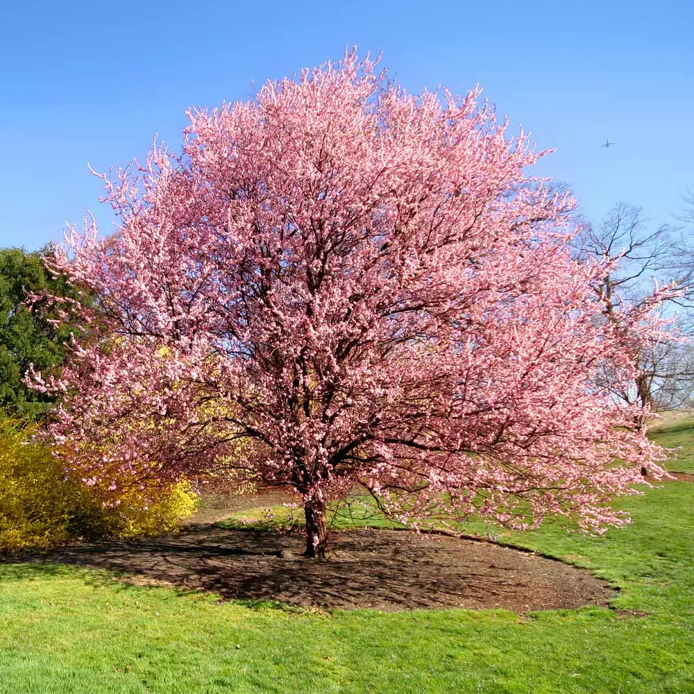 Fast Growing Trees Cherry Blossom Trees Kwanzan Cherry Tree 5 Fast Growing Trees Cherry Blossom Trees Kwanzan Cherry Tree