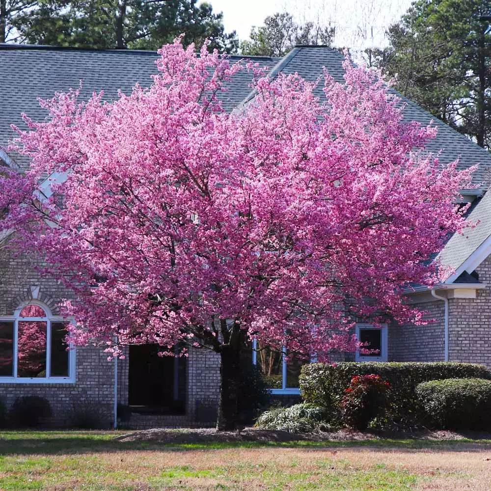 Fast Growing Trees Cherry Blossom Trees Kwanzan Cherry Tree 7 Fast Growing Trees Cherry Blossom Trees Kwanzan Cherry Tree